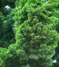 Tuja orientálna - Platycladus orientalis - semená tuje - 20 ks