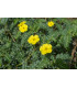 Kotvičník zemný - Tribulus terrestris - semená kotvičníka - 7 ks