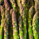 Špargľa lekárska Mary Washington - Asparagus officinalis - semená špargle - 20 ks