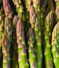 Špargľa lekárska Mary Washington - Asparagus officinalis - semená špargle - 20 ks