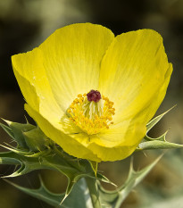 Argemon - Mexický mak - Argemone Mexicana - predaj semien - 20 ks