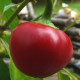 Chilli Pimento - Capsicum chinense - predaj semien - 6 ks