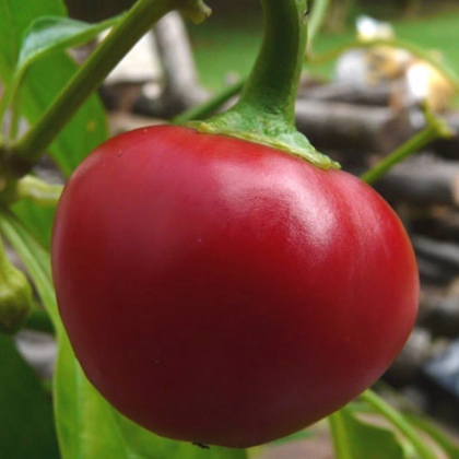 Chilli Pimento - Capsicum chinense - predaj semien - 6 ks