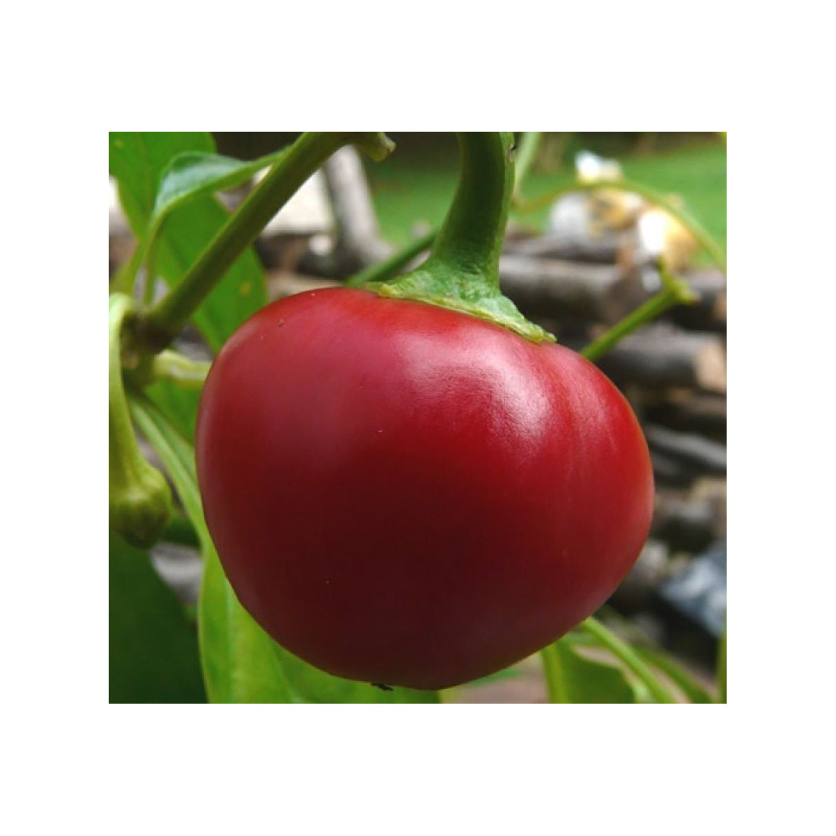 Chilli Pimento - Capsicum chinense - predaj semien - 6 ks