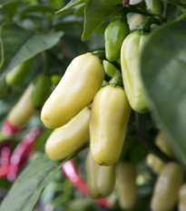 Chilli Habanero biele - Capsicum annuum - predaj semien - 6 ks