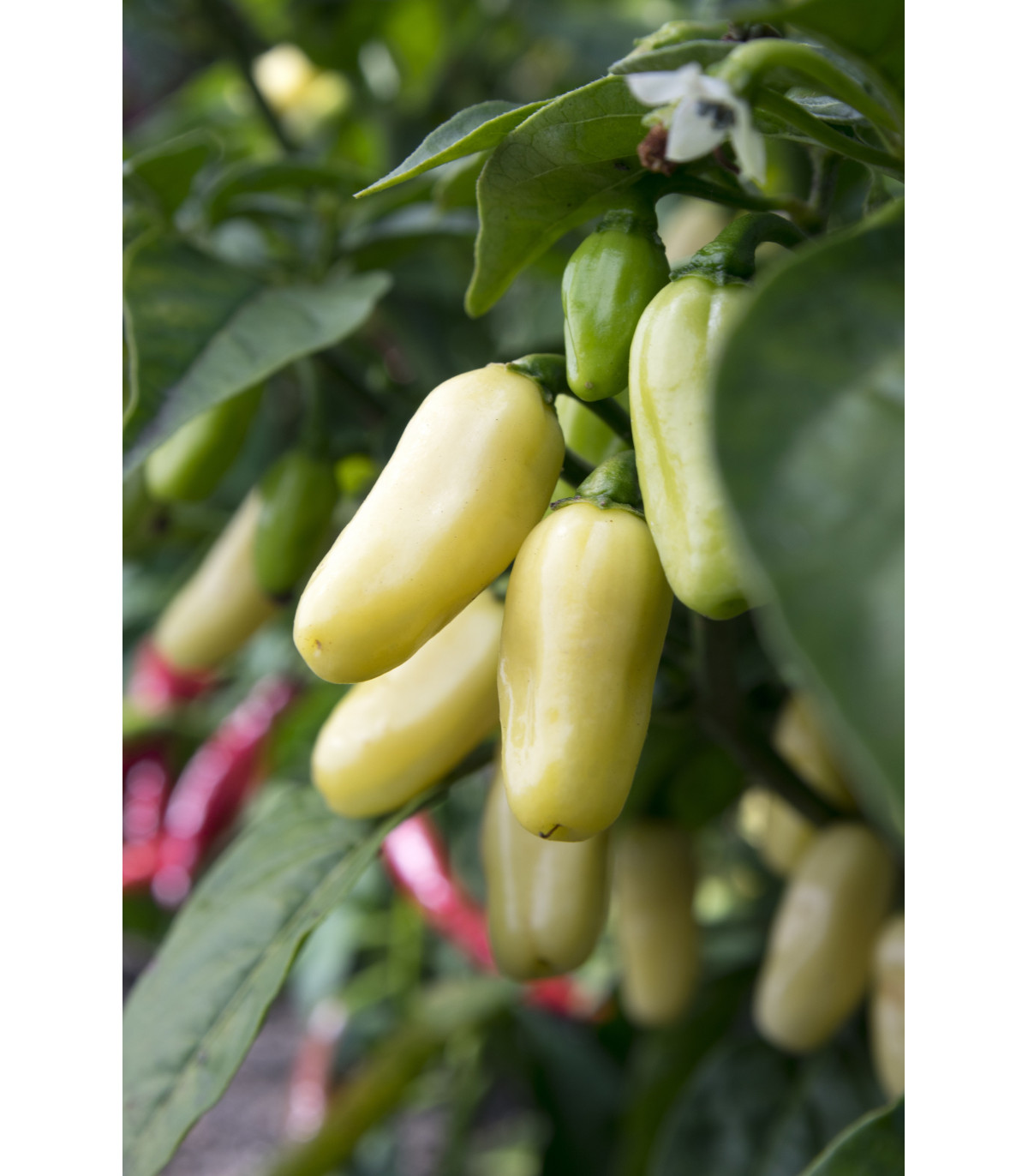 Chilli Habanero biele - Capsicum annuum - predaj semien - 6 ks