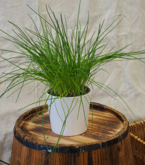 Pažítka pražská - Allium schoenoprasum L. - semená pažítky - 750 ks