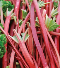 Rebarbora- Rheum rhabarbarum- semená Rebarbory - 20 ks