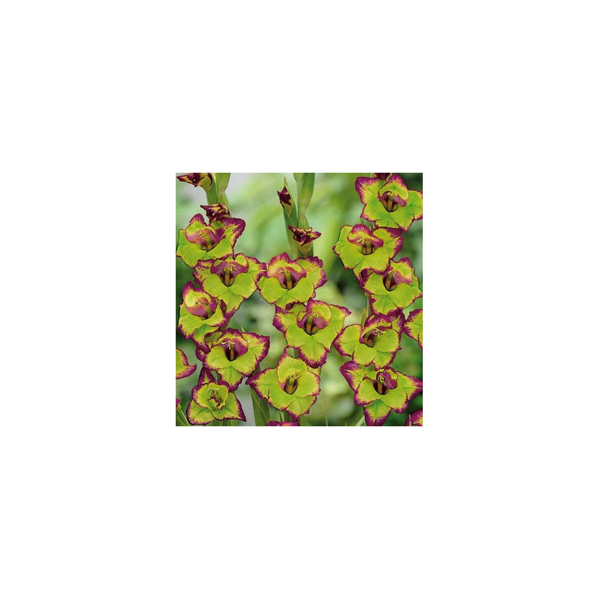 Gladiola Flevo - Gladiolus - predaj cibuľovín - 3 ks