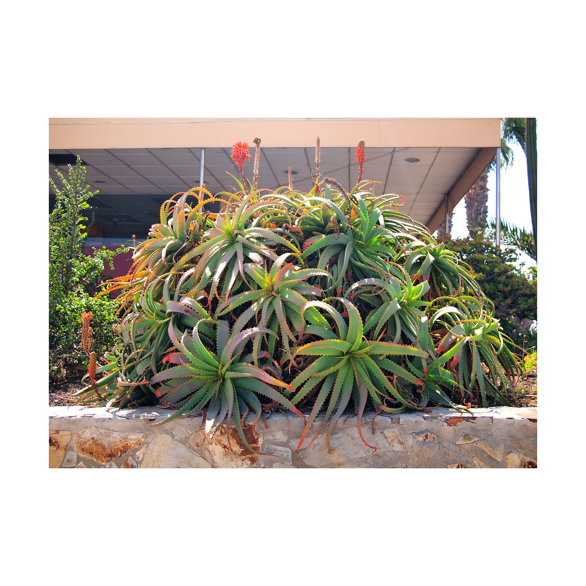 Aloe arborescens - predaj semien aloe - semená - 6 ks