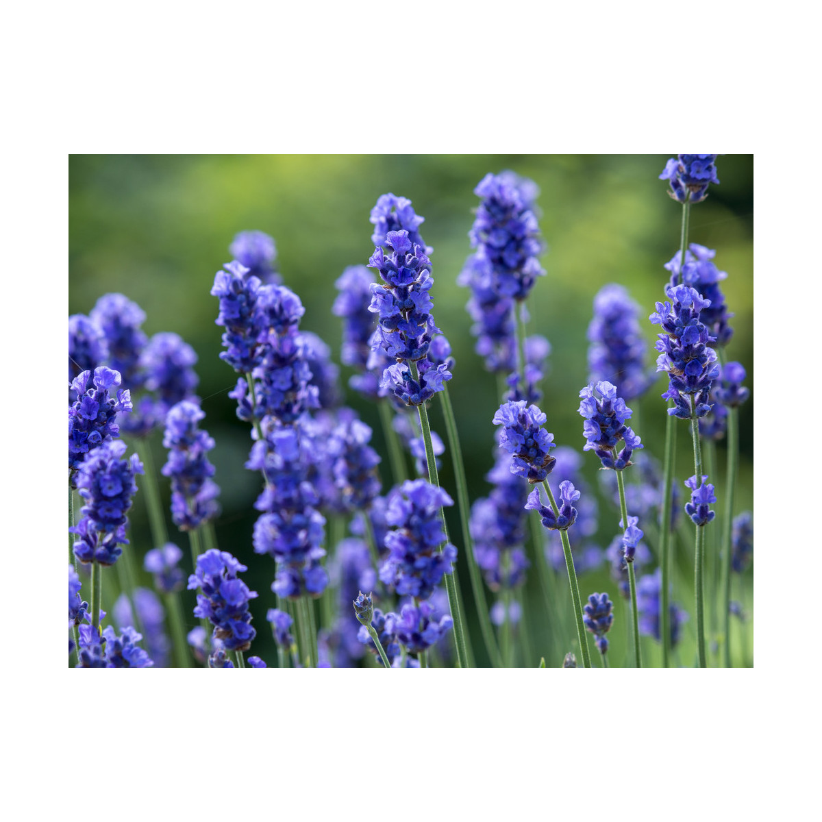Levanduľa lekárska Provence Blue - Lavandula angustifolia - semená Levandule - 15 ks