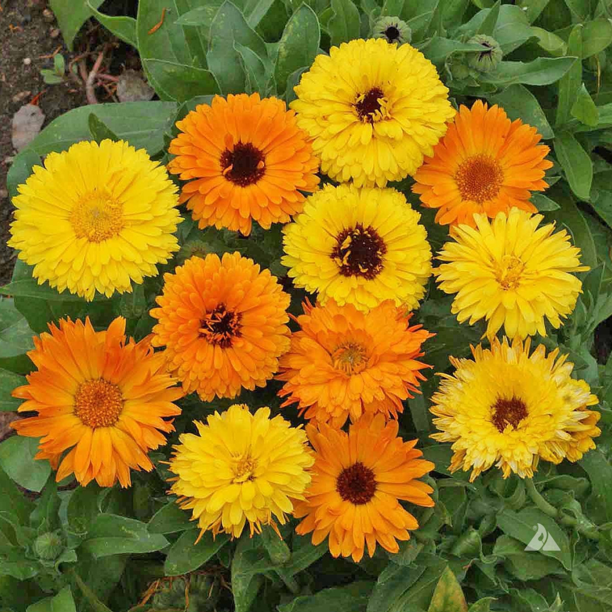 Nechtík lekársky Pacific Beauty Zmes - Calendula officinalis - 30 ks