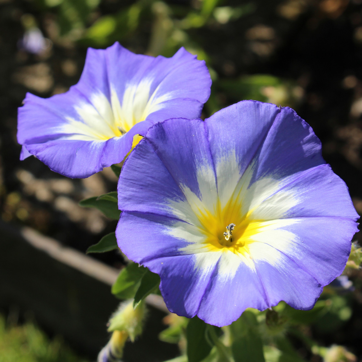 Pupenec trojfarebný Royal Ensign - Convolvulus tricolor - predaj semien - 50 ks