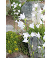 Zvonček broskyňolistý biely - Campanula persicifolia alba - predaj osiva - 300 ks