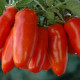 Paradajka - San Marzano - Solanum lycopersicum - Semená rajčiaka - 8 ks
