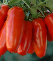Paradajka - San Marzano - Solanum lycopersicum - Semená rajčiaka - 8 ks