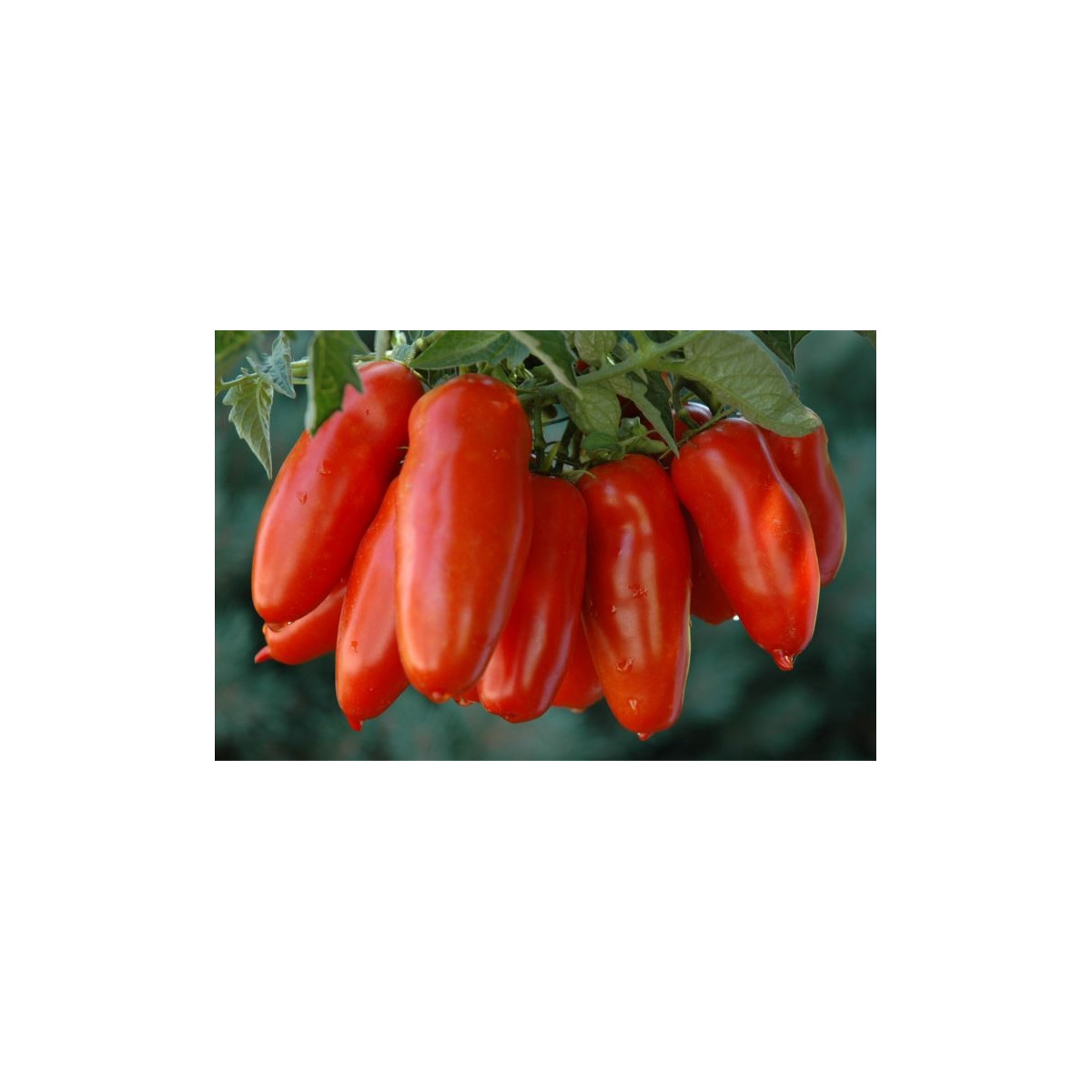 Paradajka - San Marzano - Solanum lycopersicum - Semená rajčiaka - 8 ks