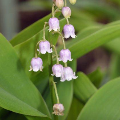 Konvalinka vonná ružová - Convallaria majalis - predaj voľnokorenných sadeníc - 1 ks