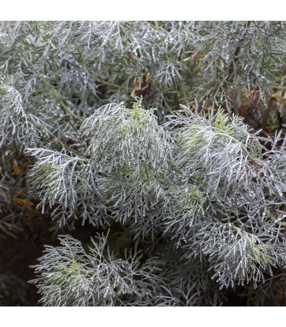 Palina pravá - Artemisia absinthum - semiačka - 0,02 g
