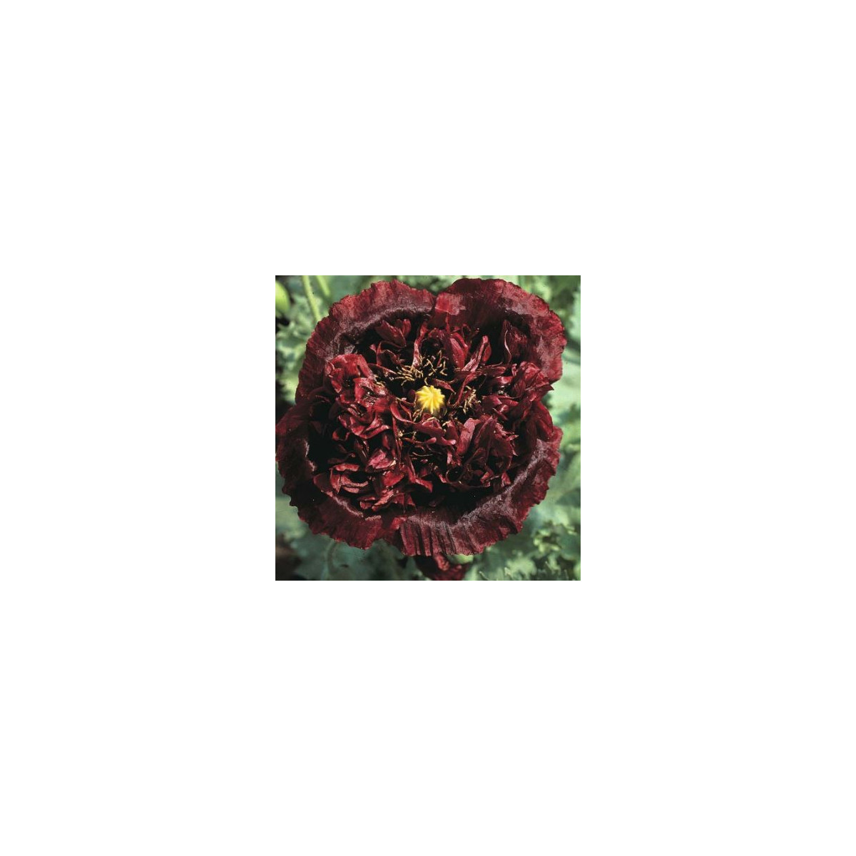 Mak Black Peony - Papaver somniferum - predaj semien - 150 ks