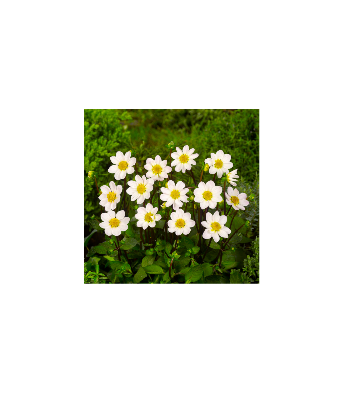 Georgína topmix biela - Dahlia - predaj cibuľovín - 1 ks