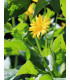 Silfia prerastená - Silphium perfoliatum - predaj semien - 8 ks