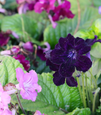 Železník hybridný Tuscany Mix - Verbena hybrida - predaj semien - 15 ks