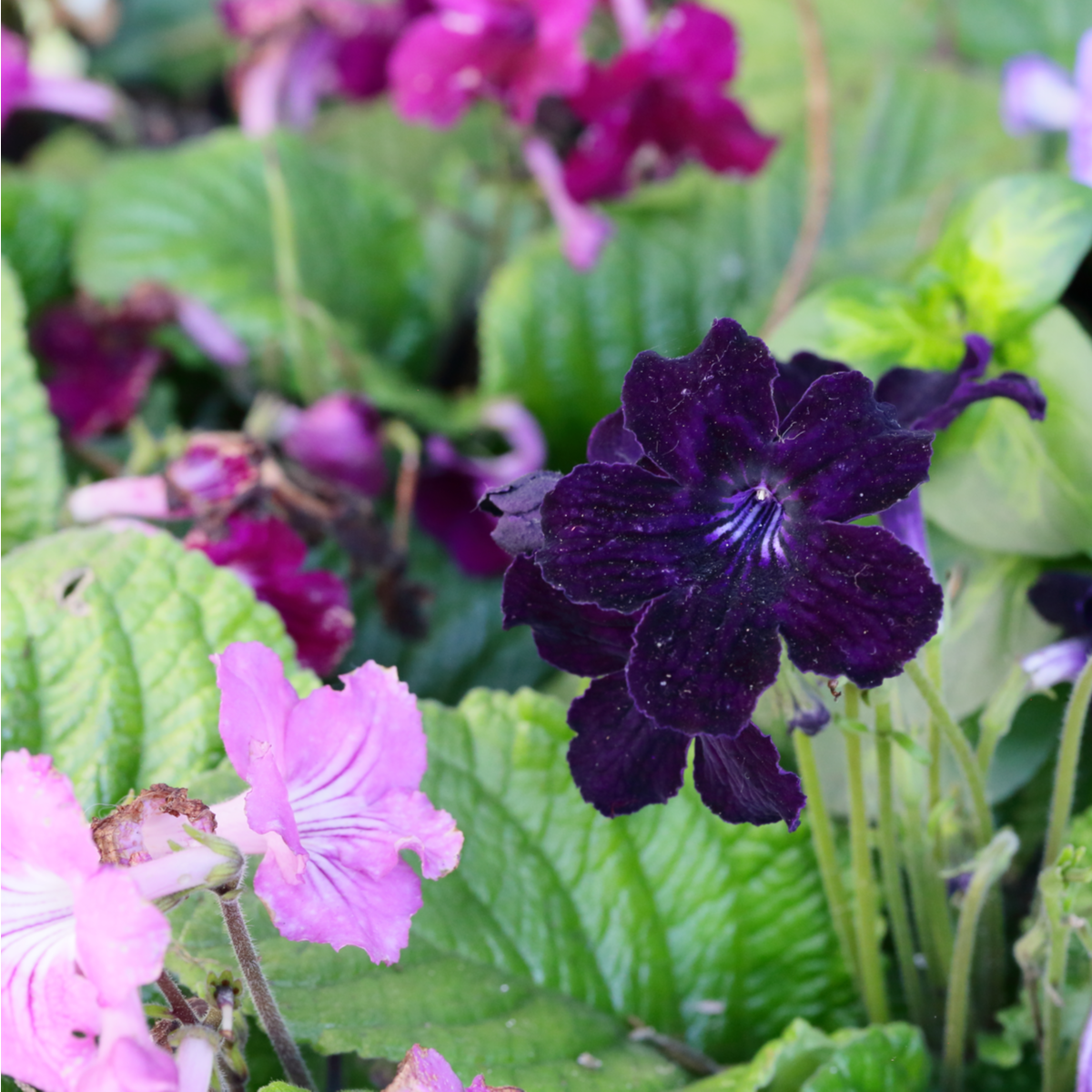 Železník hybridný Tuscany Mix - Verbena hybrida - predaj semien - 15 ks