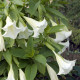 Anjelská trúba biela - Brugmansia arborea - Brugmansia biela - predaj semien - 10 ks