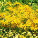 Letničky zmes - Záhradný sen v žltej - predaj semien - 0,9 g