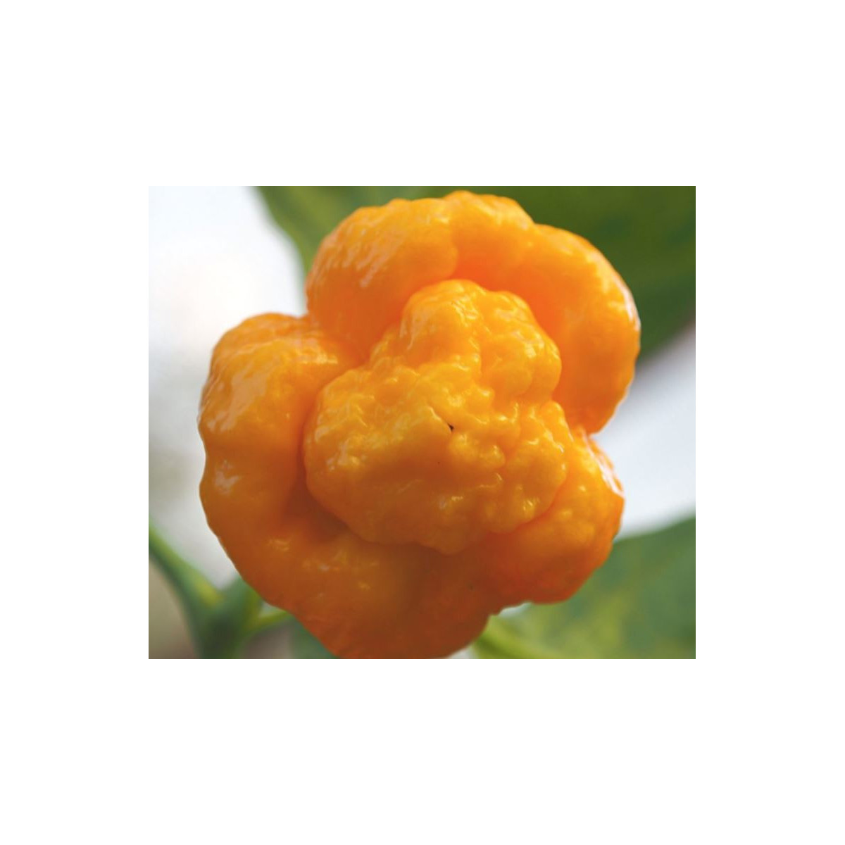 Chilli 7 Pot Brain Strain žlté - Capsicum chinense - predaj semien - 6 ks