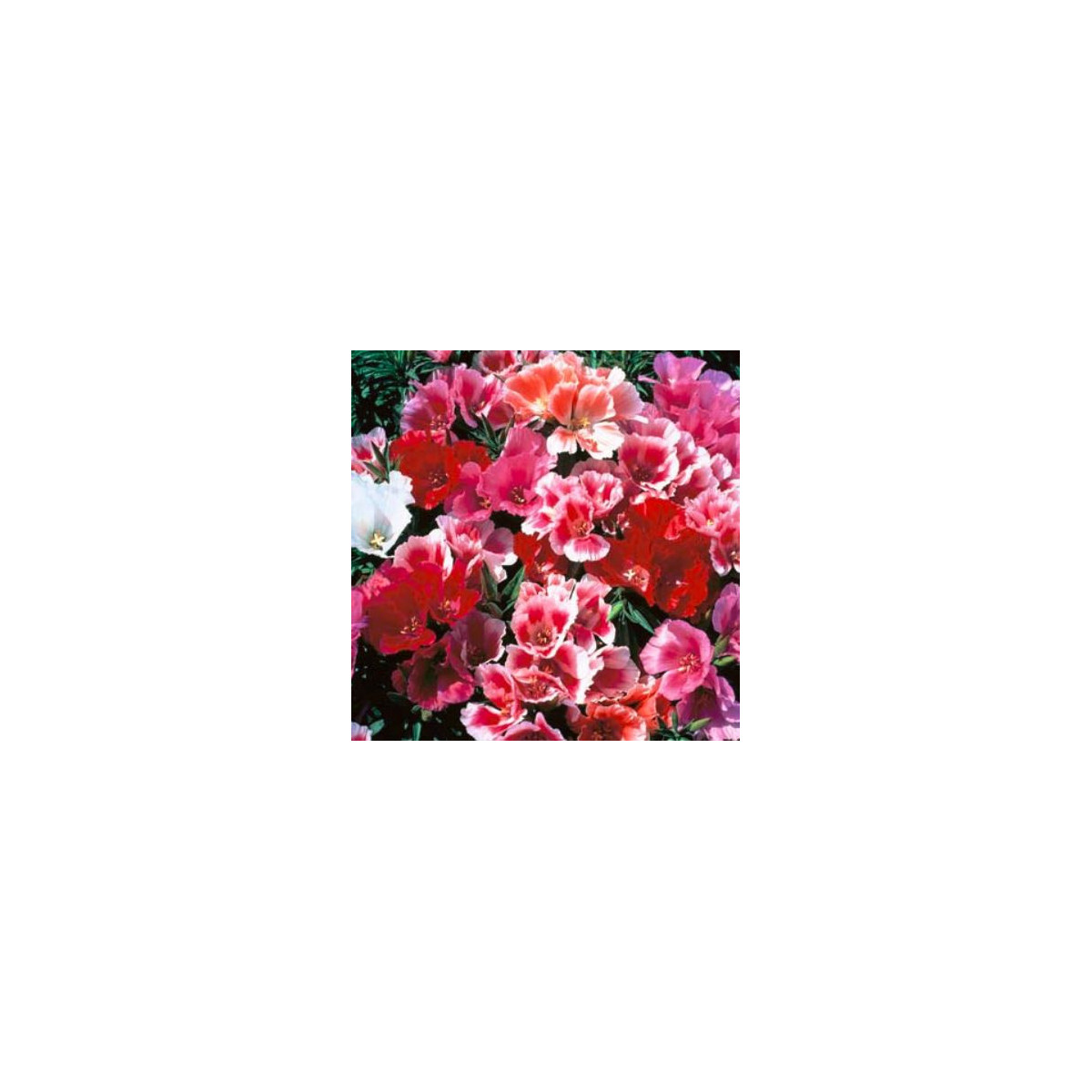 Godécia veľkokvetá - Godetia grandiflora - predaj semien - 0,1 g