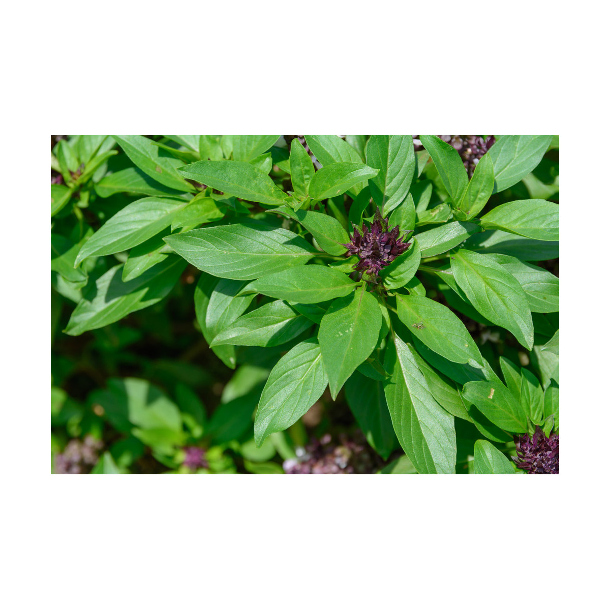 Bazalka Siam Queen - predaj semien bazalky - Ocimum - 80 ks