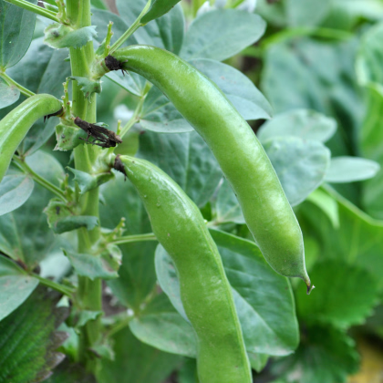 Bôb obyčajný Piccola - Vicia faba - predaj semien bôbu - 20 ks