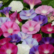Povojník purpurový zmes farieb - Ipomoea purpurea - predaj semien - 25 ks