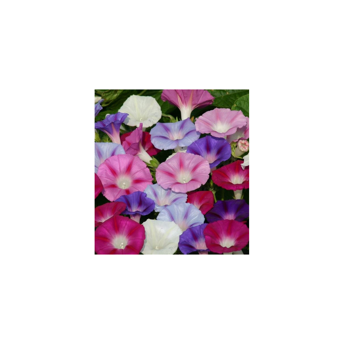 Povojník purpurový zmes farieb - Ipomoea purpurea - predaj semien - 25 ks