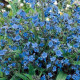 Pilát kapský - Anchusa capensis - predaj semien - 10 ks