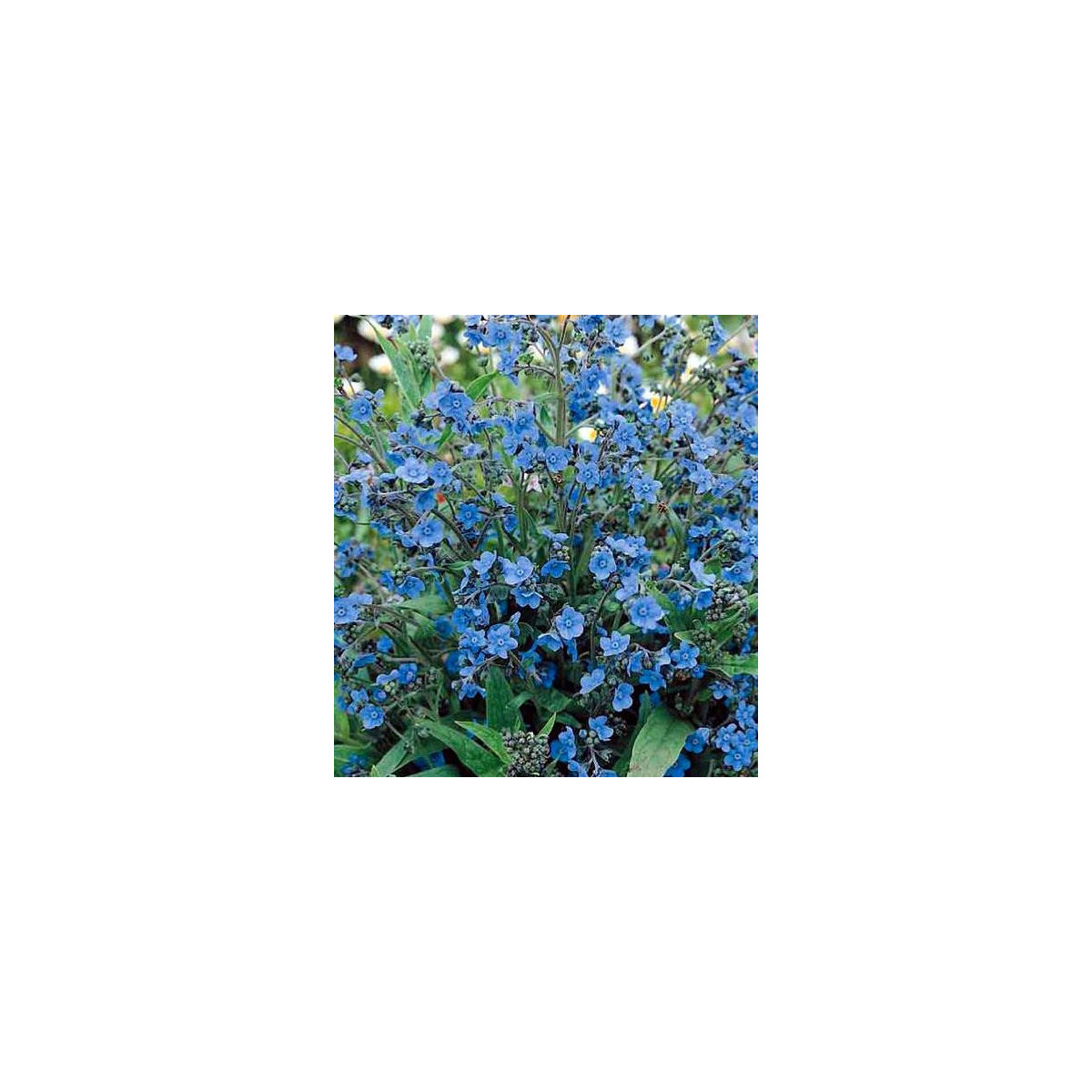 Pilát kapský - Anchusa capensis - predaj semien - 10 ks