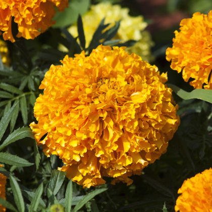 Aksamietnica vzpriamená nízka Golden Age - Tagetes erecta nana - predaj semien - 0,3 g