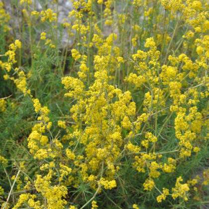 Lipkavec syridlový - Galium verum - semiačka - 250 ks