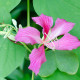 Orchideový strom - Bauhinia purpurea - semiačka - 4 ks