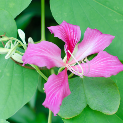 Orchideový strom - Bauhinia purpurea - semiačka - 4 ks