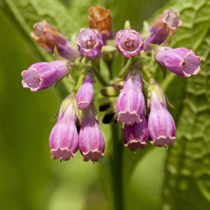 Kostihoj lekársky - Symphytum officinale - semiačka - 5 ks