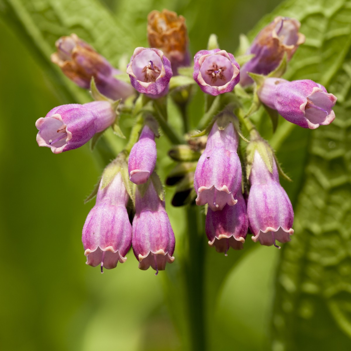 Kostihoj lekársky - Symphytum officinale - semiačka - 5 ks