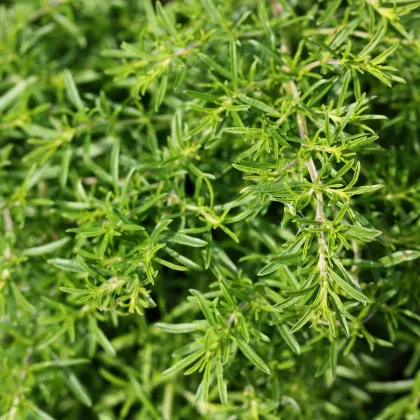 Bio saturejka horská - Satureja hortensis - predaj bio semien - 500 ks
