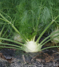 Bio Fenikel buľvový Finale - Foeniculum ssp. - predaj bio semien - 50 ks