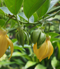 Kananga voňavá - Ylang Ylang - Cananga odorata - semiačka - 8 ks