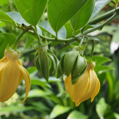 Kananga voňavá - Ylang Ylang - Cananga odorata - semiačka - 8 ks