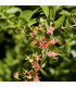 Henna - Lawsonia inermis - semiačka - 4 ks