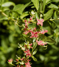 Henna - Lawsonia inermis - semiačka - 4 ks